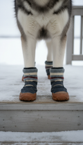 Insulated winter boots for dogs